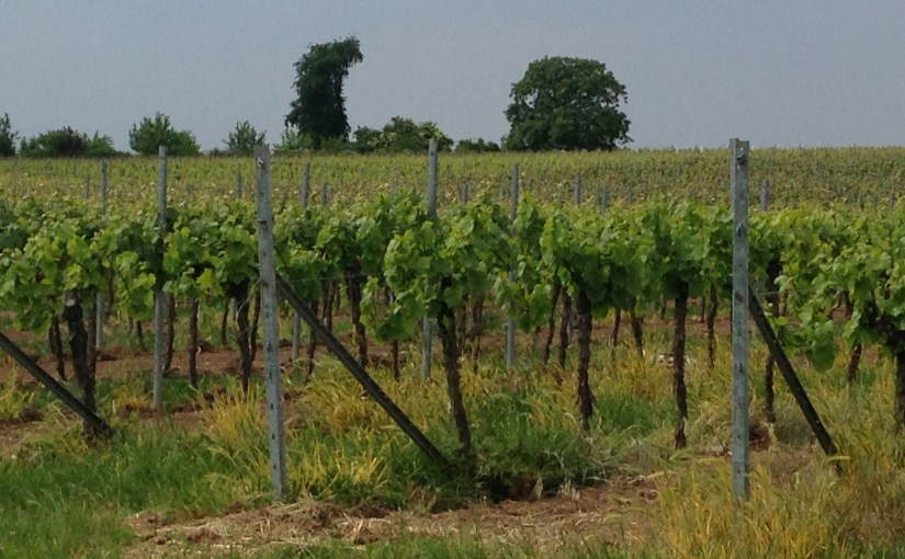 Müller-Thurgau, Saumagen und Helene Fischer // Weinwandern in der&nbsp;Pfalz