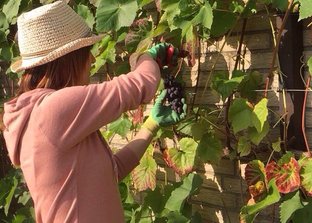 Wein selber machen(1/3)! Von der Lese zur&nbsp;Maische