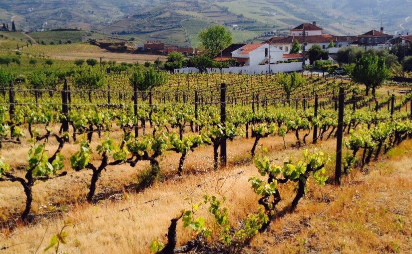 Exploring portwine-paradise (1/7): The golden&nbsp;bull