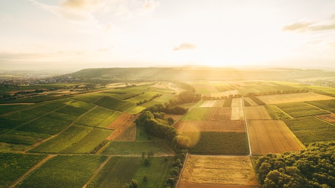 Knewitz_Rheinhessen_Appenheim_Weinfelder
