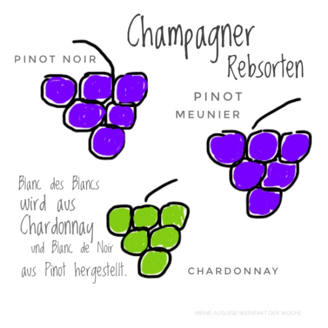 MeineAuslese_WeinFakt_Champagner-Rebsorten