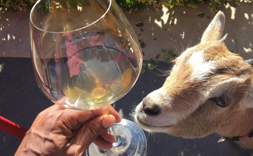 Kroatische Weinreise (1/3): Weinprobe mit&nbsp;Zwergziege