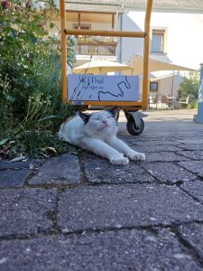 weingut_kjthul_thörnich_weinregion_mosel_weinreisen_deutschland